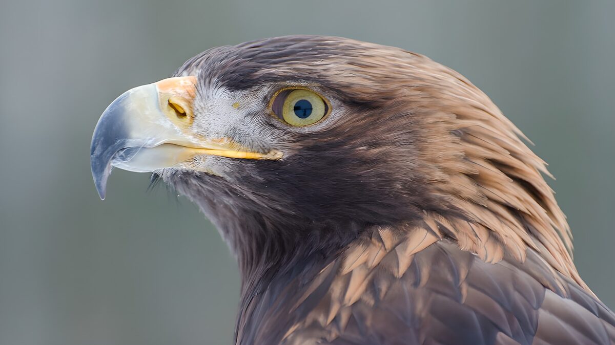 Majestic Golden Eagle Close-Up