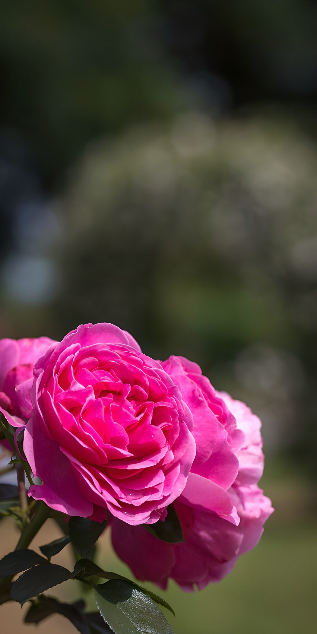 OCCOM1403428: Radiant Pink Roses in Bloom