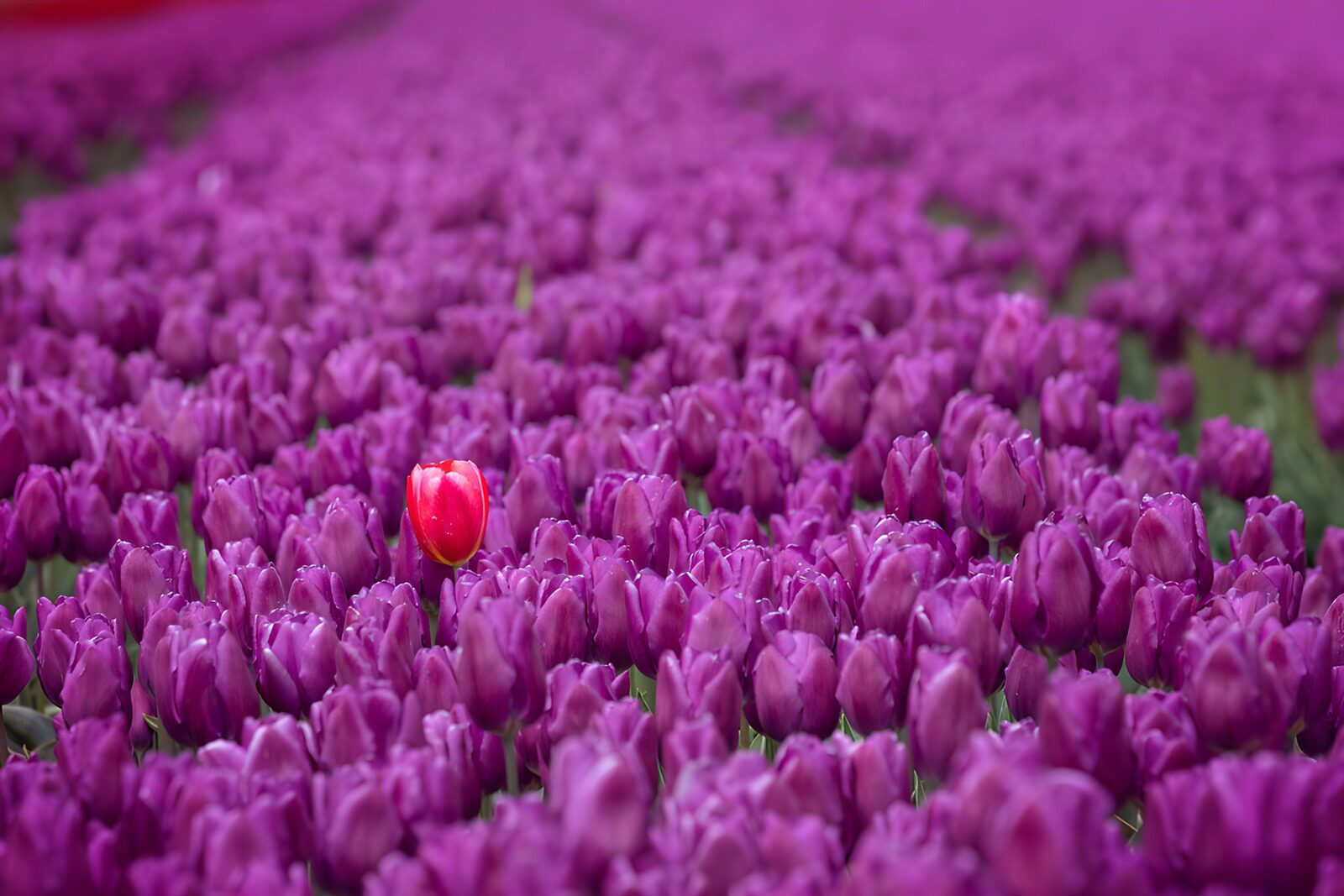 OCCOM1351547: A Single Red Tulip Among Purple Blooms