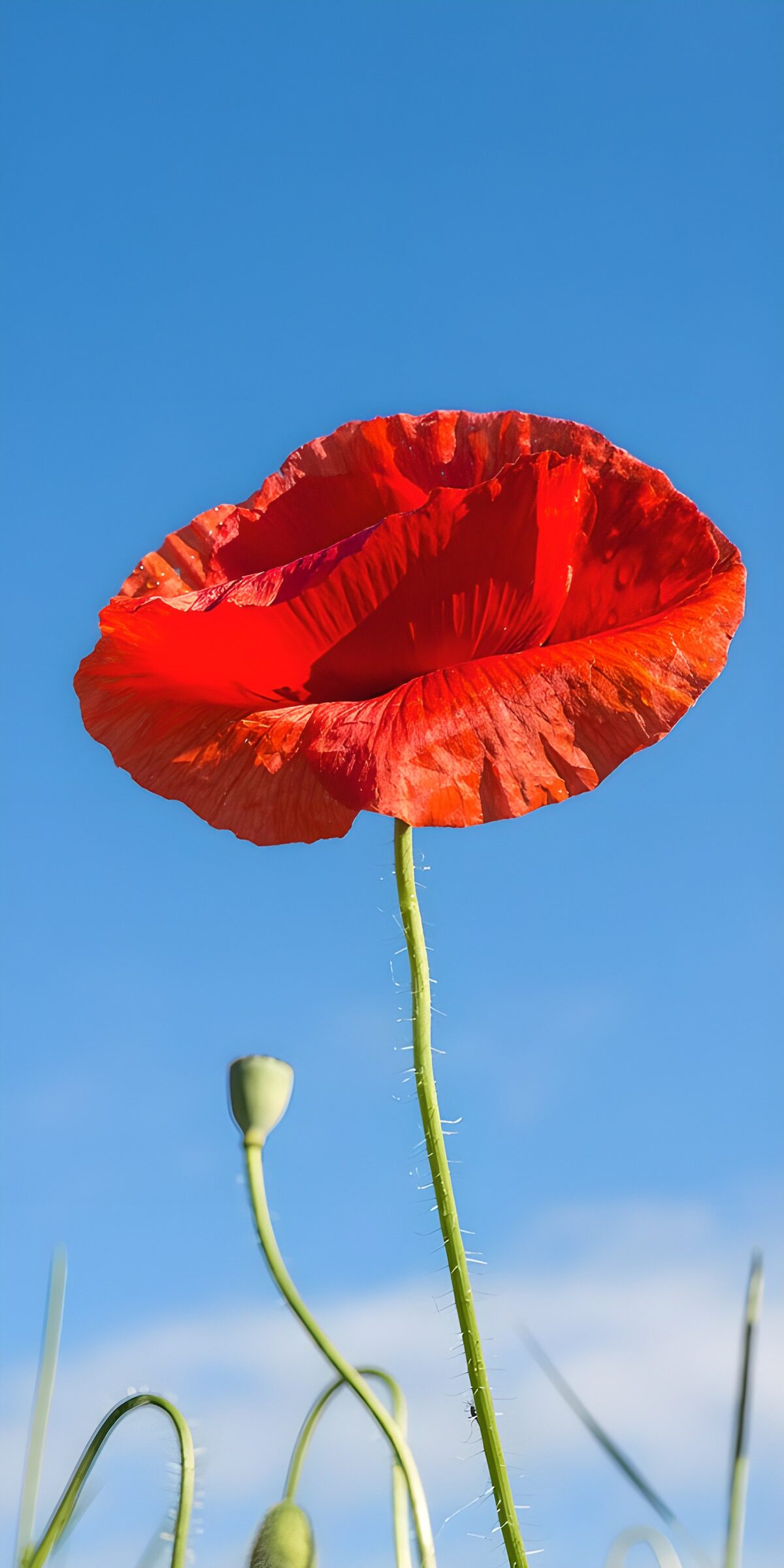 OCCOM4840418: Vibrant Poppy Against Blue Sky