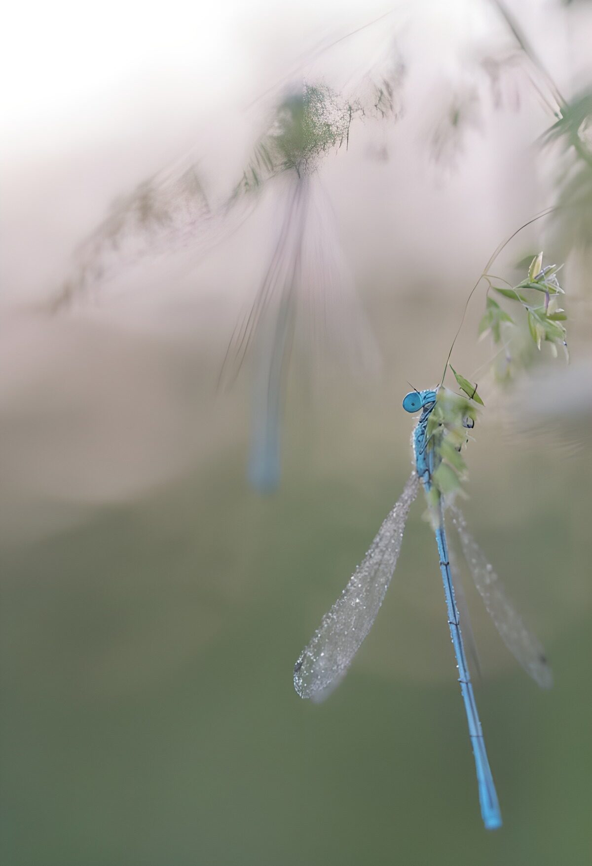 Emerald Drops on Blue Wings