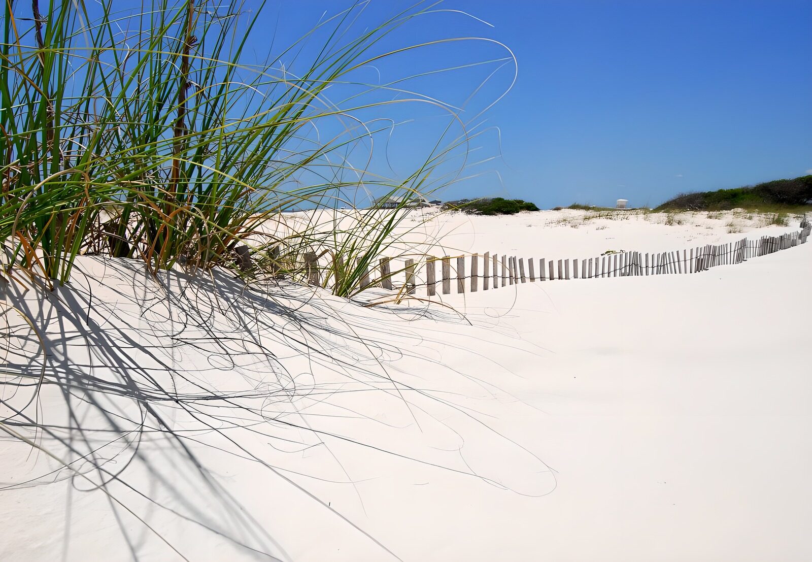 OCCOM4215796: Serene Coastal Dunes Under Clear Sky