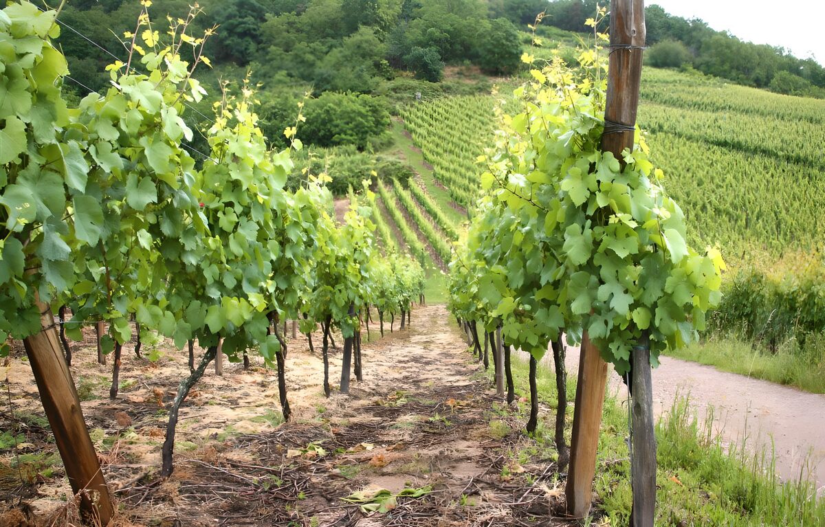 Lush Vineyard Pathway