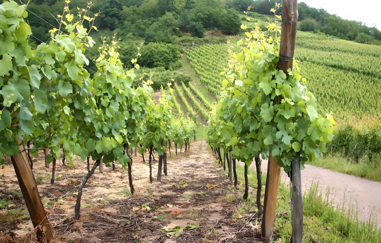 OCCOM7345568: Lush Vineyard Pathway