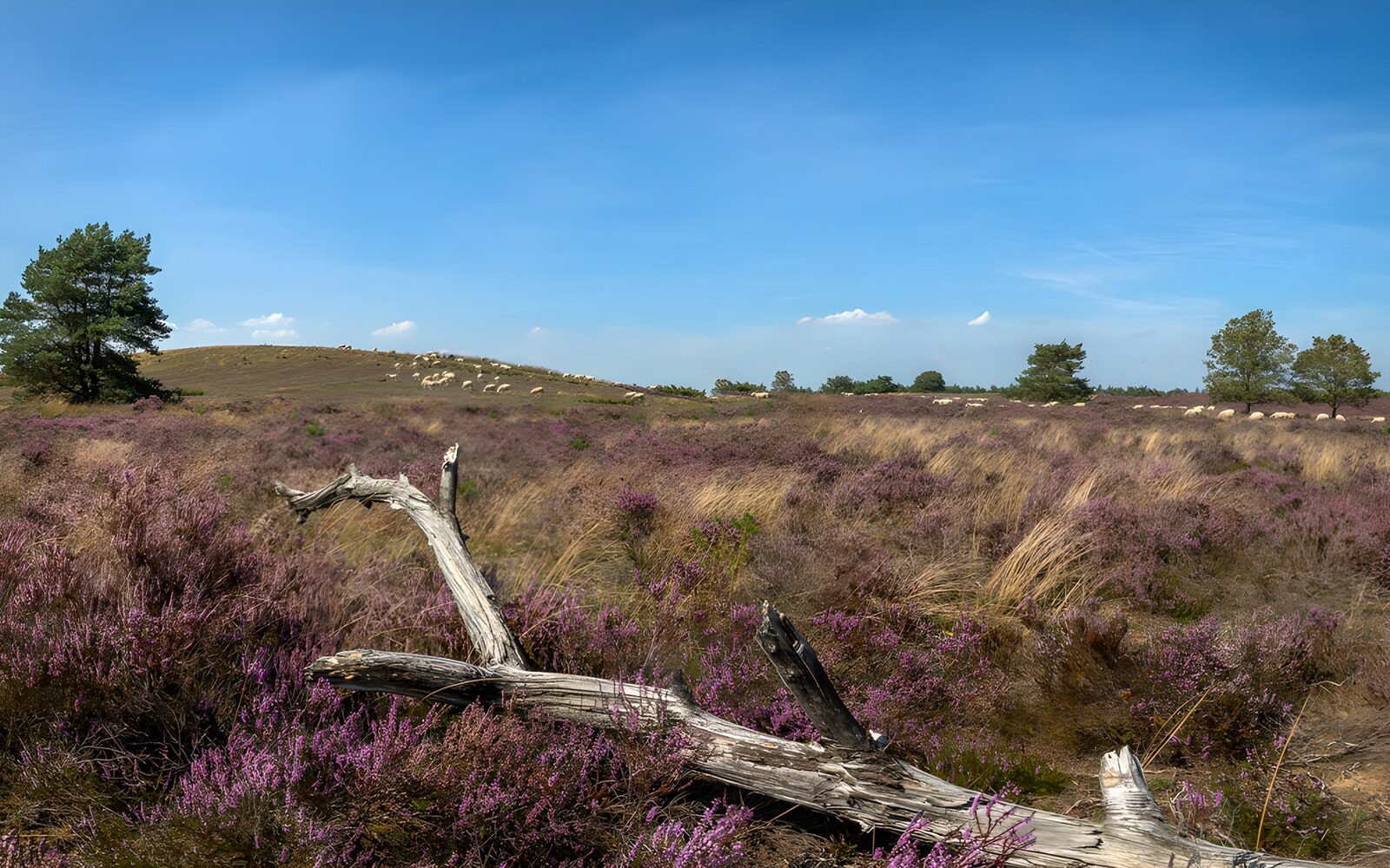 OCCOM1017012: Serene Heather Landscape Under Blue Skies