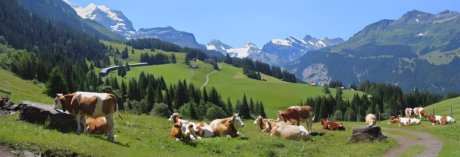 OCCOM7915989: Serene Alpine Pasture with Cows