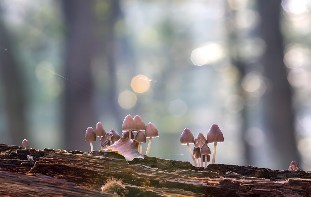 Enchanted Forest Mushrooms