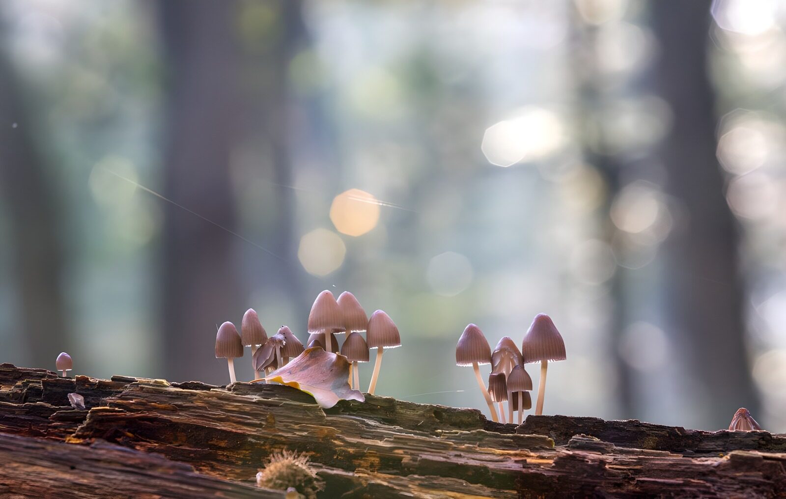 OCCOM8638620: Enchanted Forest Mushrooms