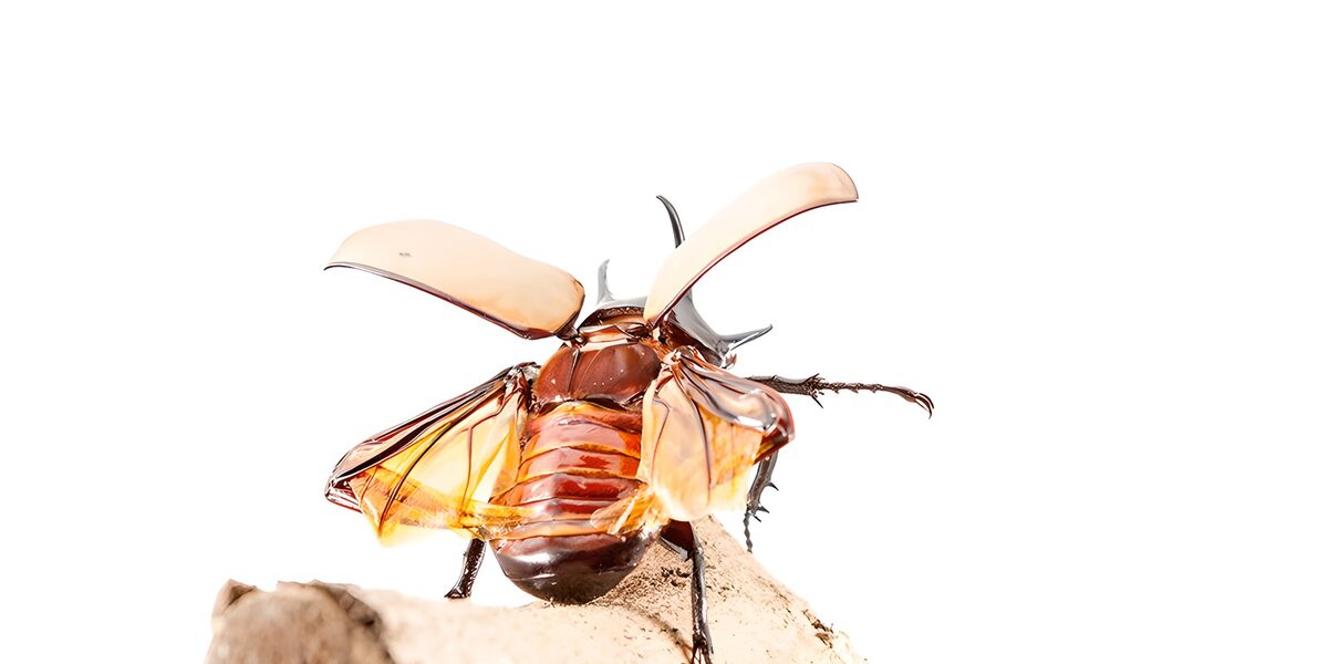 Majestic Beetle in Flight