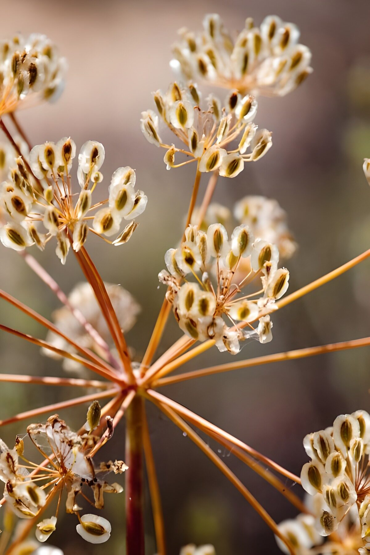 Delicate Flora with Seed Pods