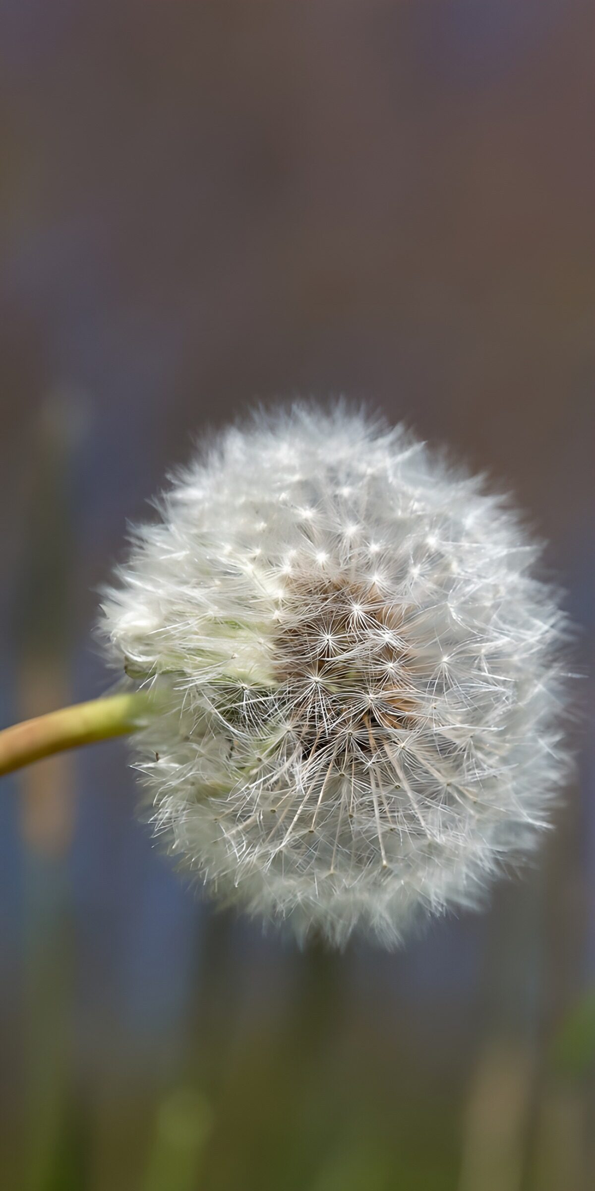 OCCOM1878952: Delicate Dandelion Puff
