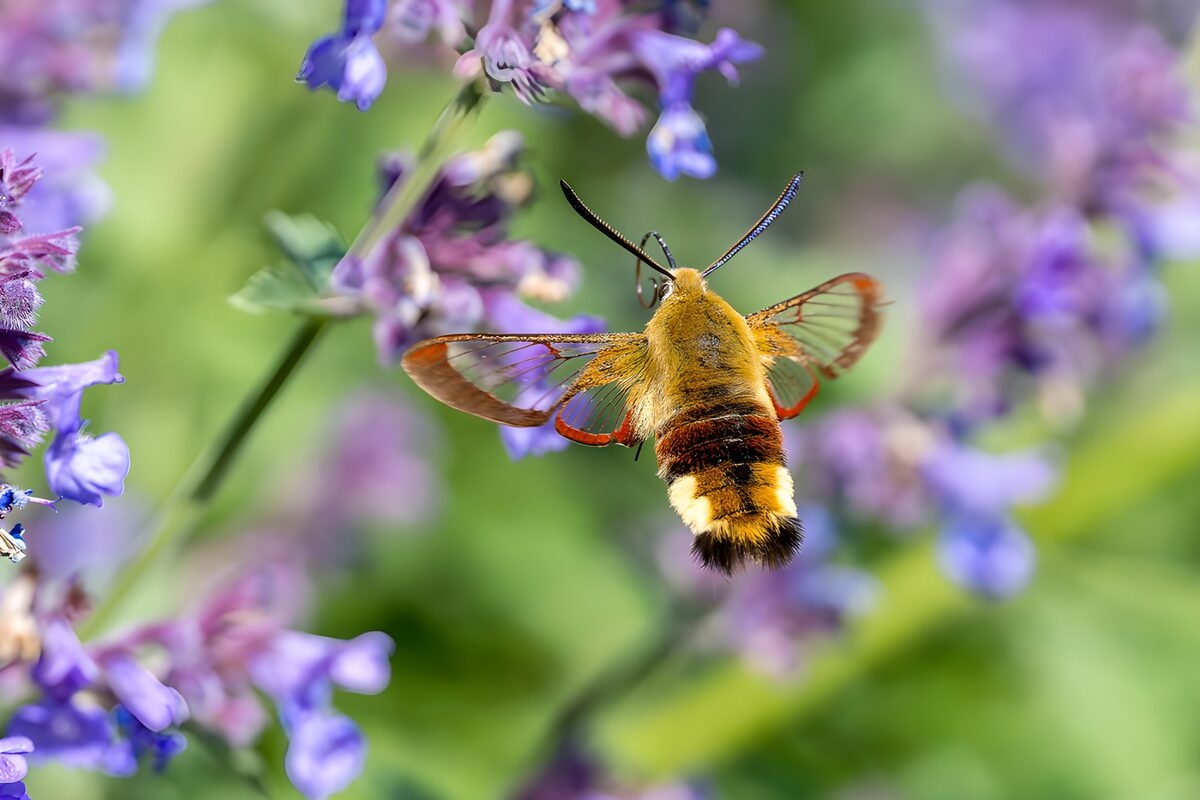 Colorful Hummingbird Moth in Bloom