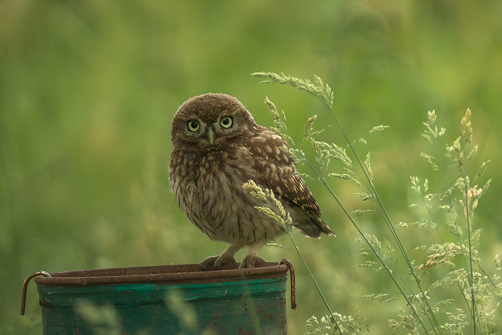 OCCOM4064312: Curious Little Owl on a Bucket