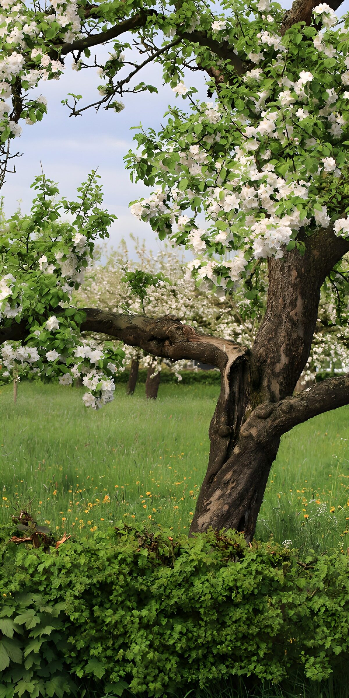 OCCOM4766158: Blossoming Apple Tree in Spring