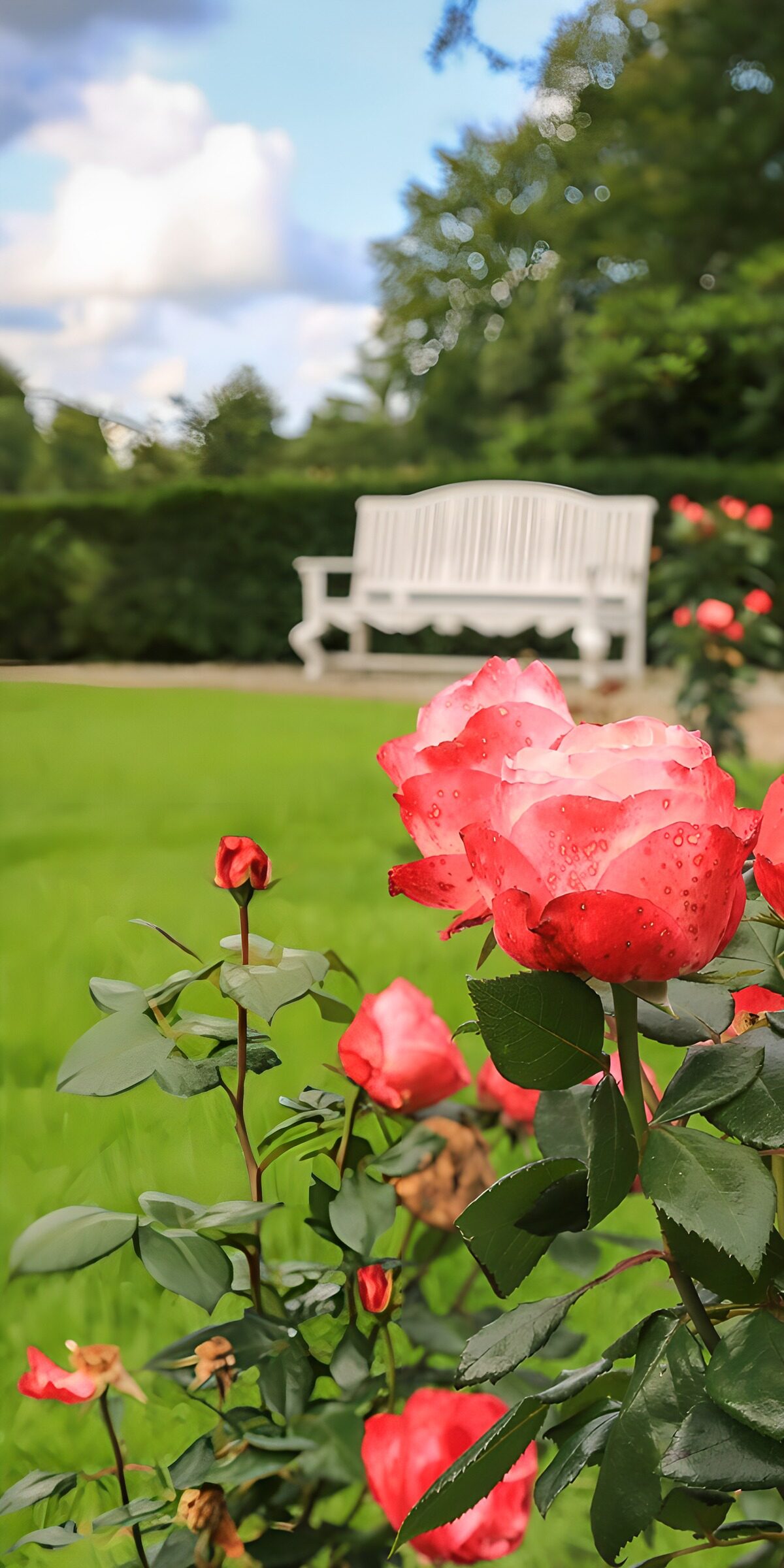 OCCOM1135657: Serene Rose Garden Oasis