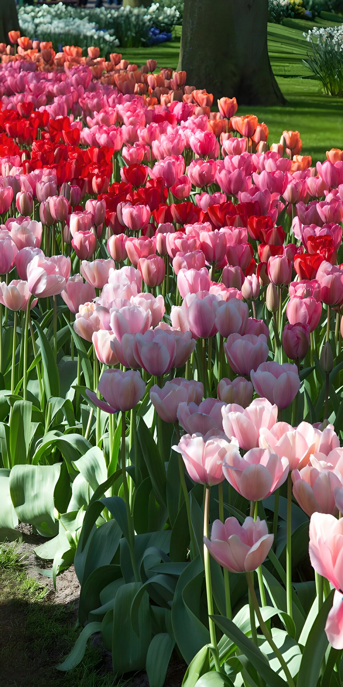 OCCOM6249732: Vibrant Tulip Garden in Full Bloom