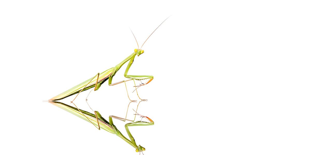 Elegant Mantis on Reflective Surface