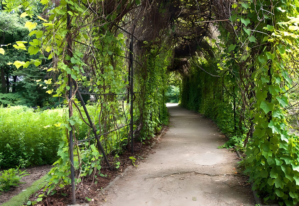 OCCOM2308804: Enchanted Green Pathway
