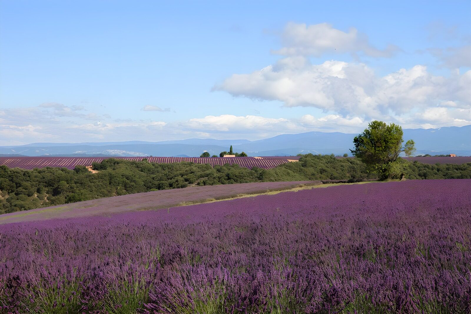 OCCOM5881199: Lavender Fields Under a Blue Sky