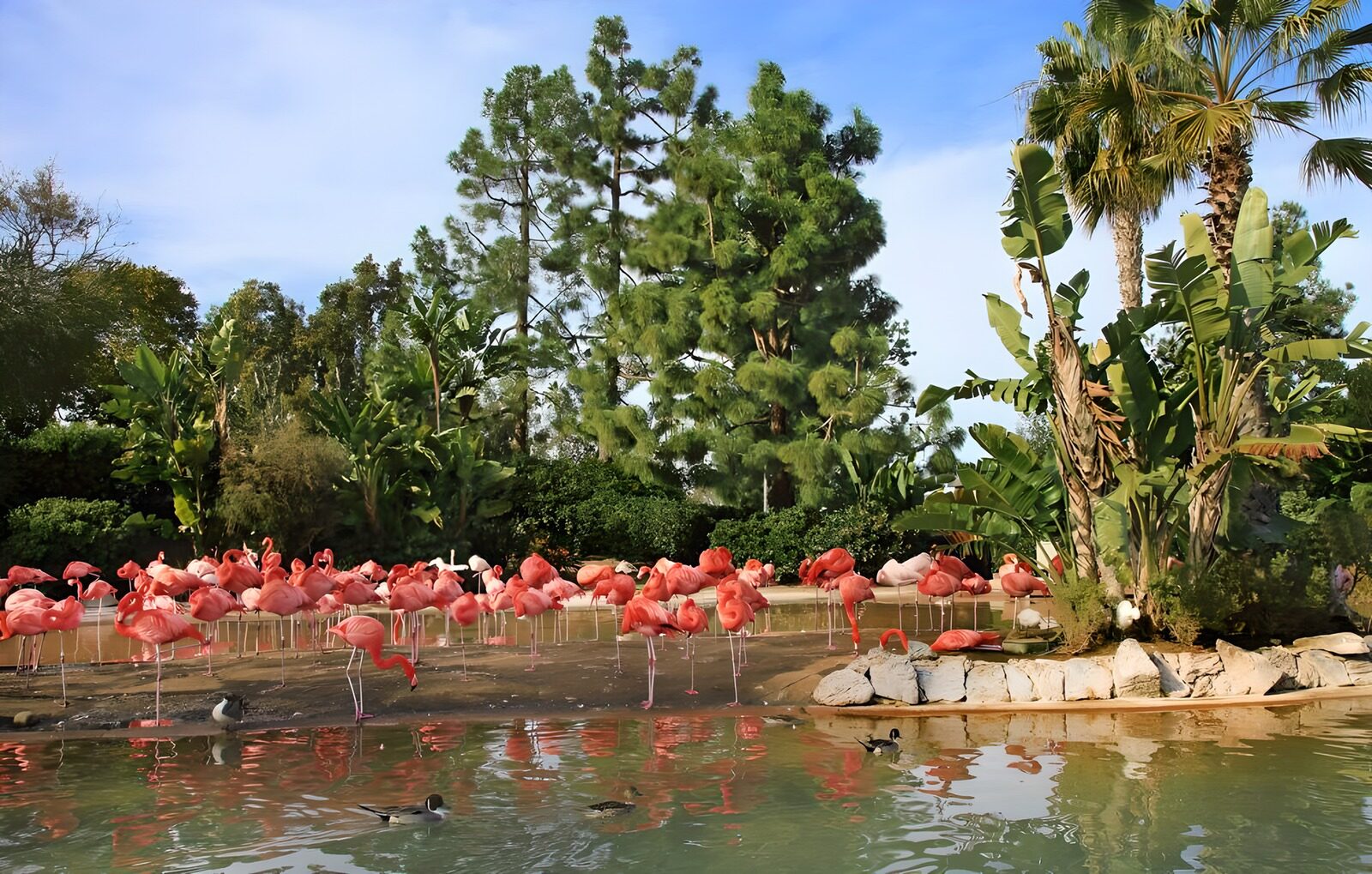 OCCOM4098928: Flamingos by a Tranquil Lagoon