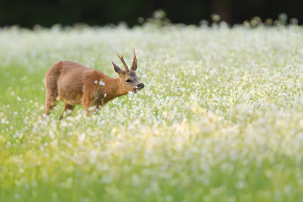 Young Roe Deer in Flowering Meadow
