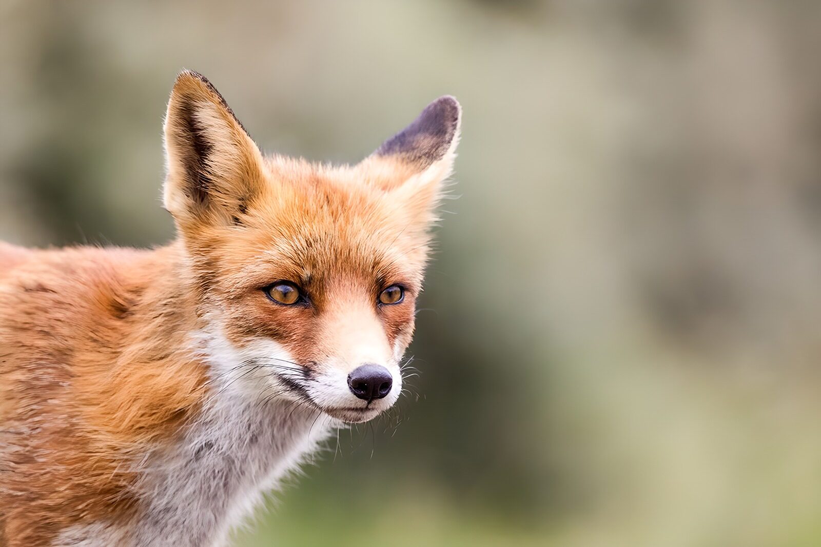 OCCOM4245402: Curious Red Fox in Nature