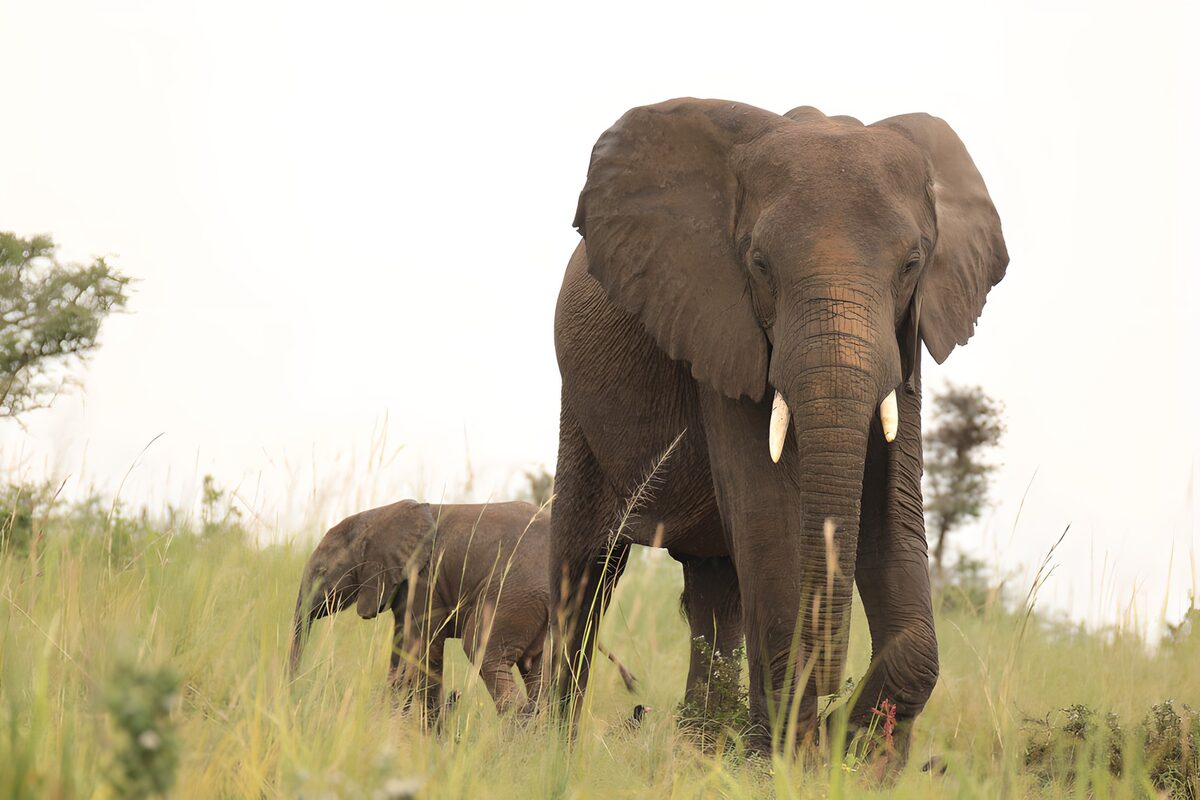 Majestic Elephants in the Grasslands