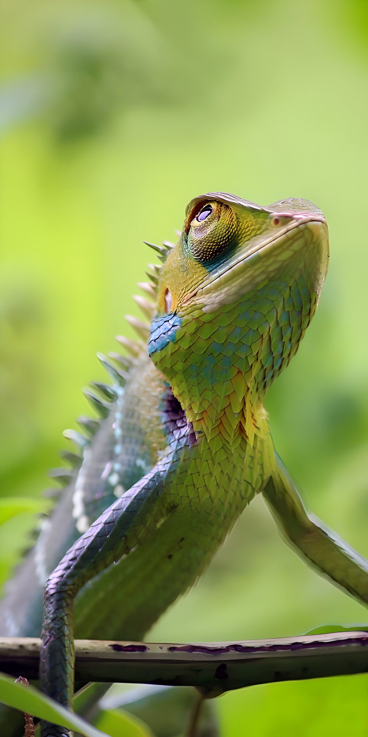 OCCOM9429762: Colorful Asian Lizard Portrait
