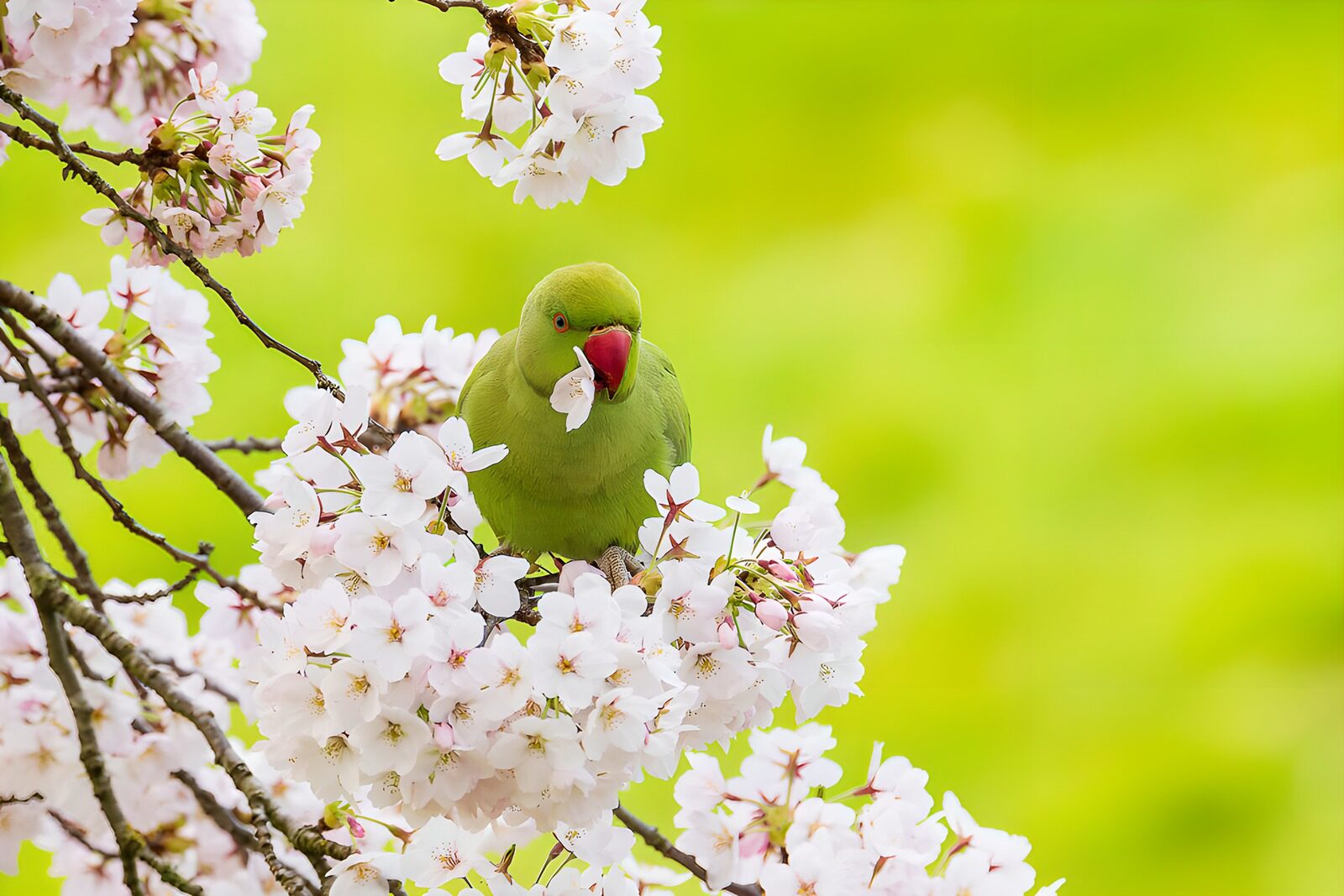 OCCOM1020172: Parakeet Among Cherry Blossoms