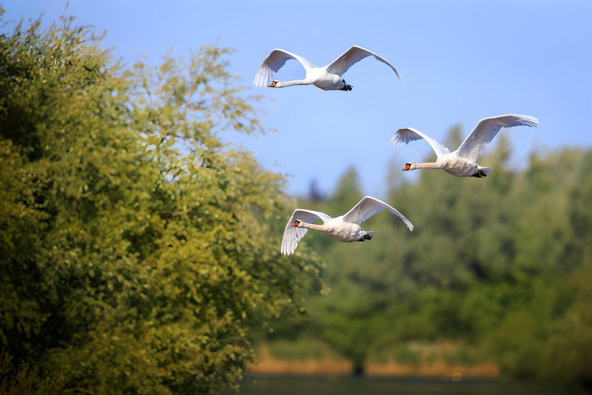 Graceful Swans in Flight