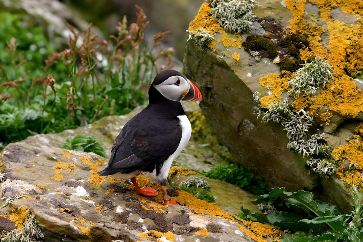 Colorful Puffin on Mossy Rocks