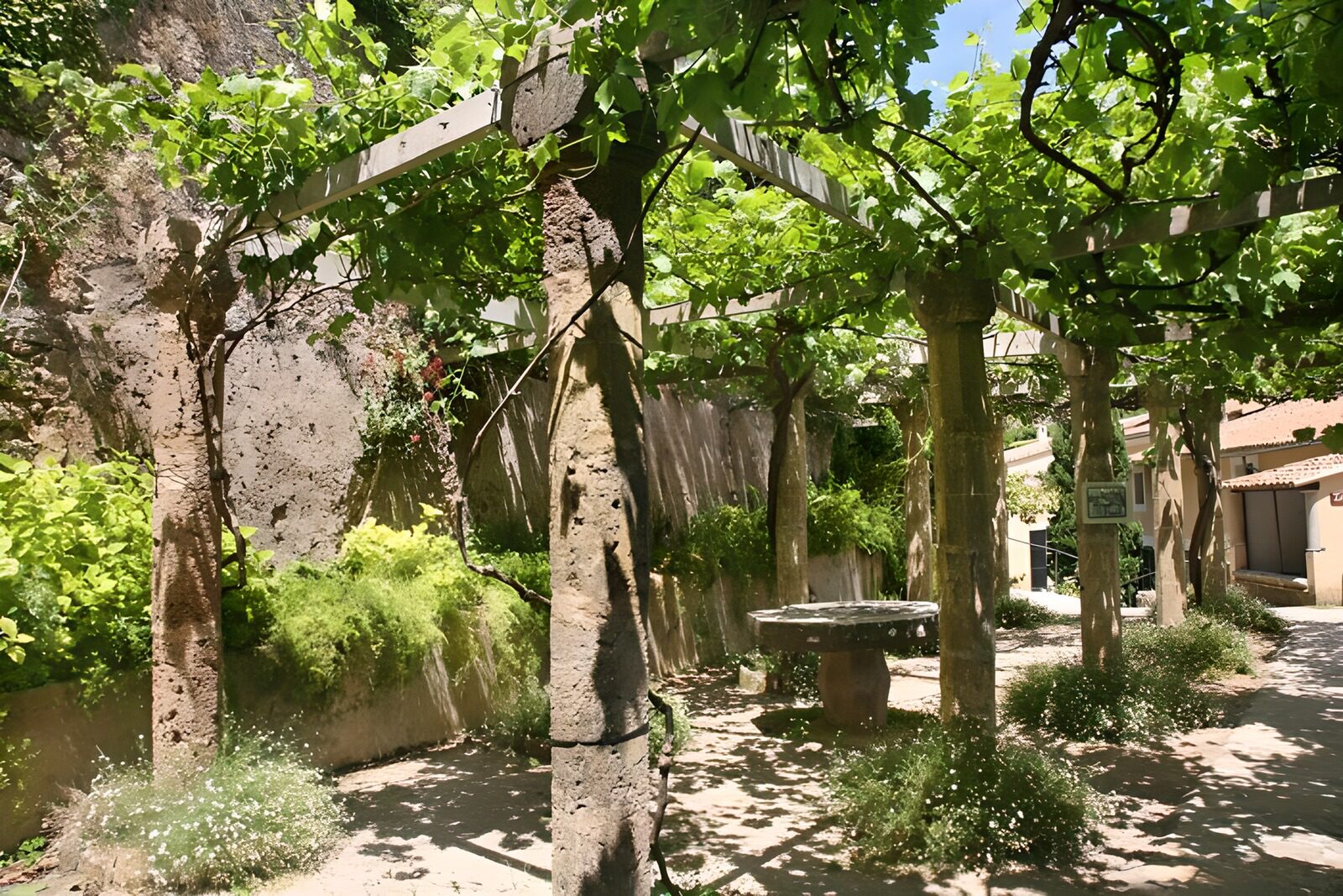 OCCOM2924530: Serene Vineyard Pathway in the Sunlight