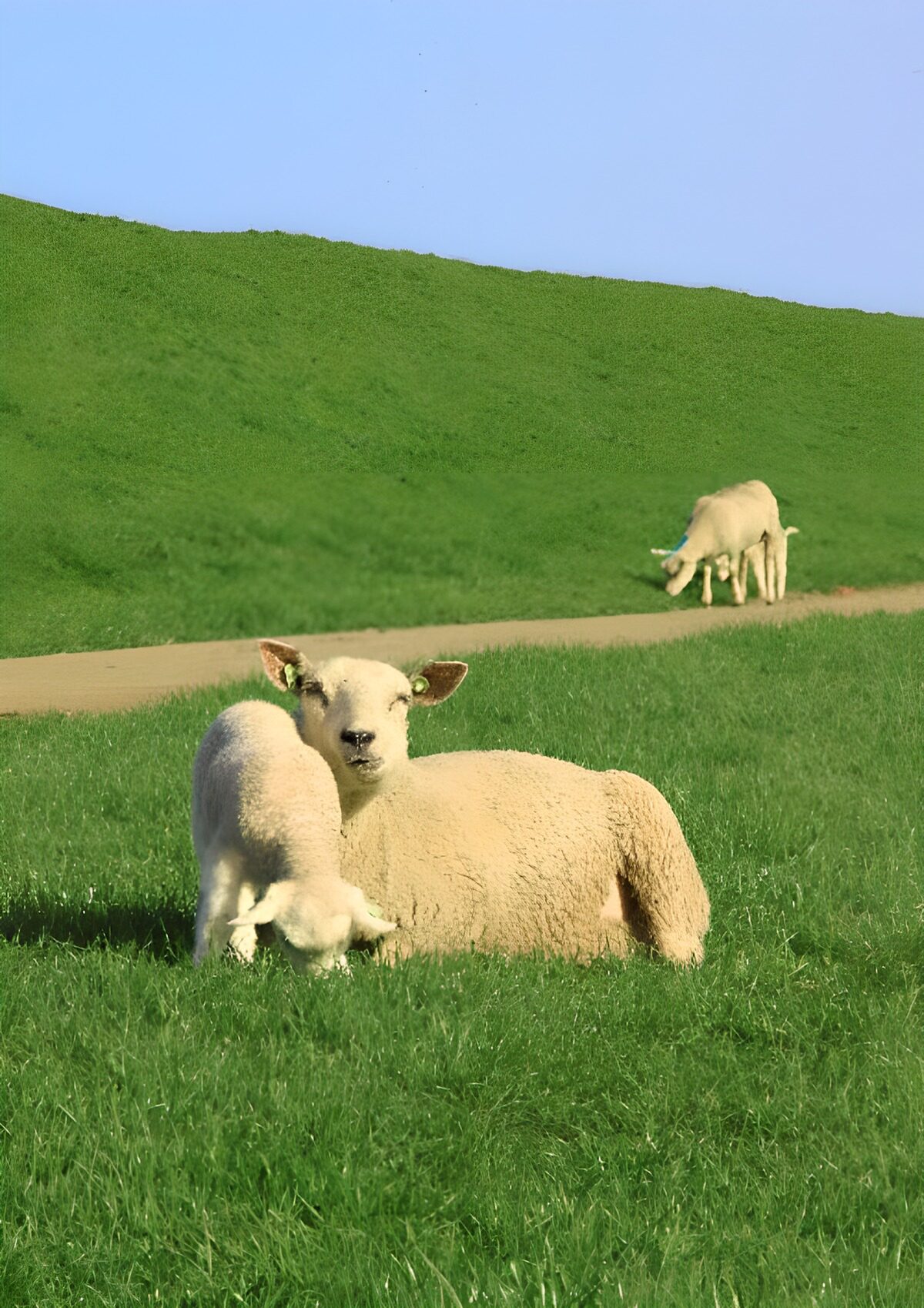 OCCOM5016405: Cozy Lamb Seeking Mother's Nurture