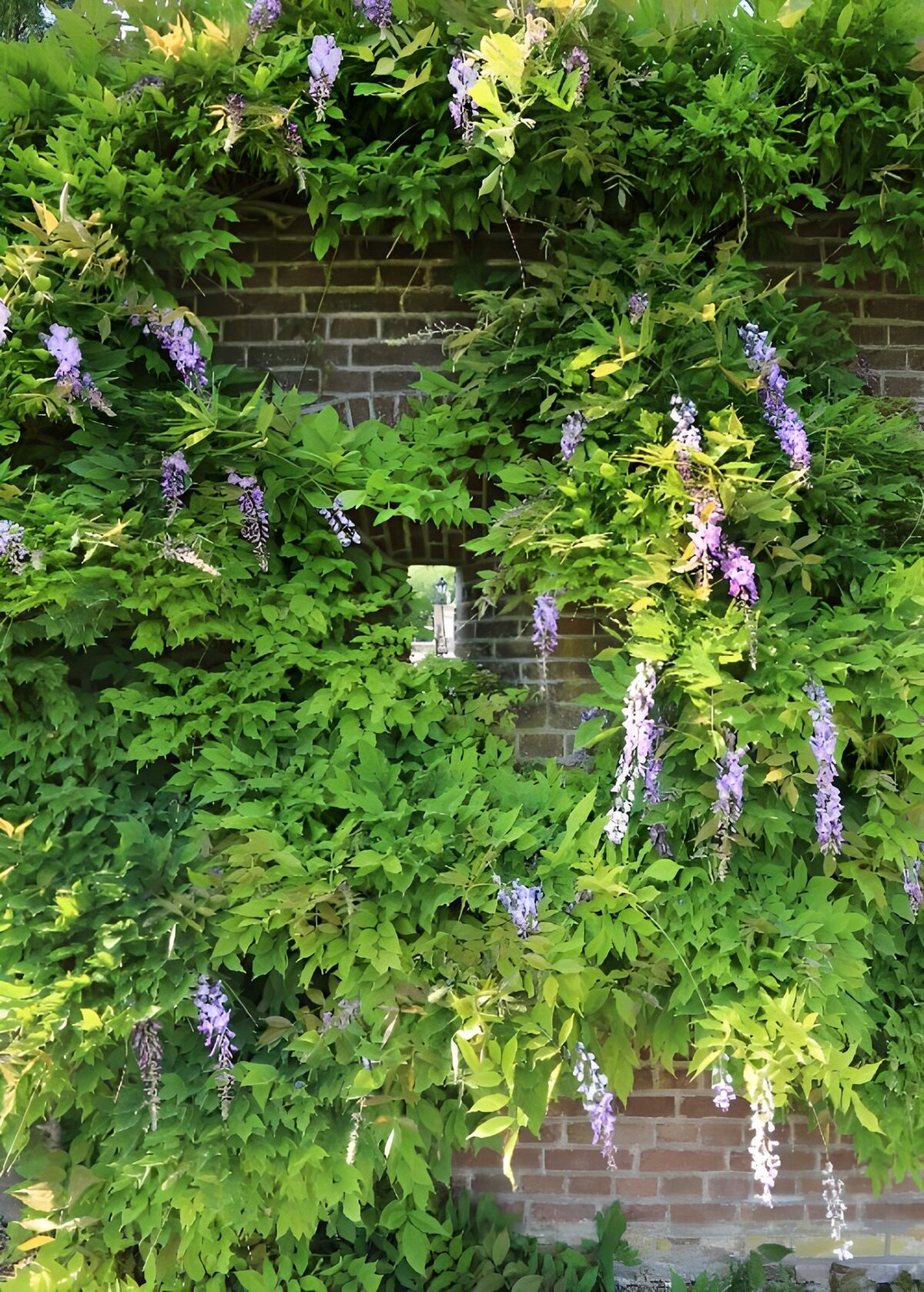OCCOM7080310: Wisteria Climbing Over Brick Wall
