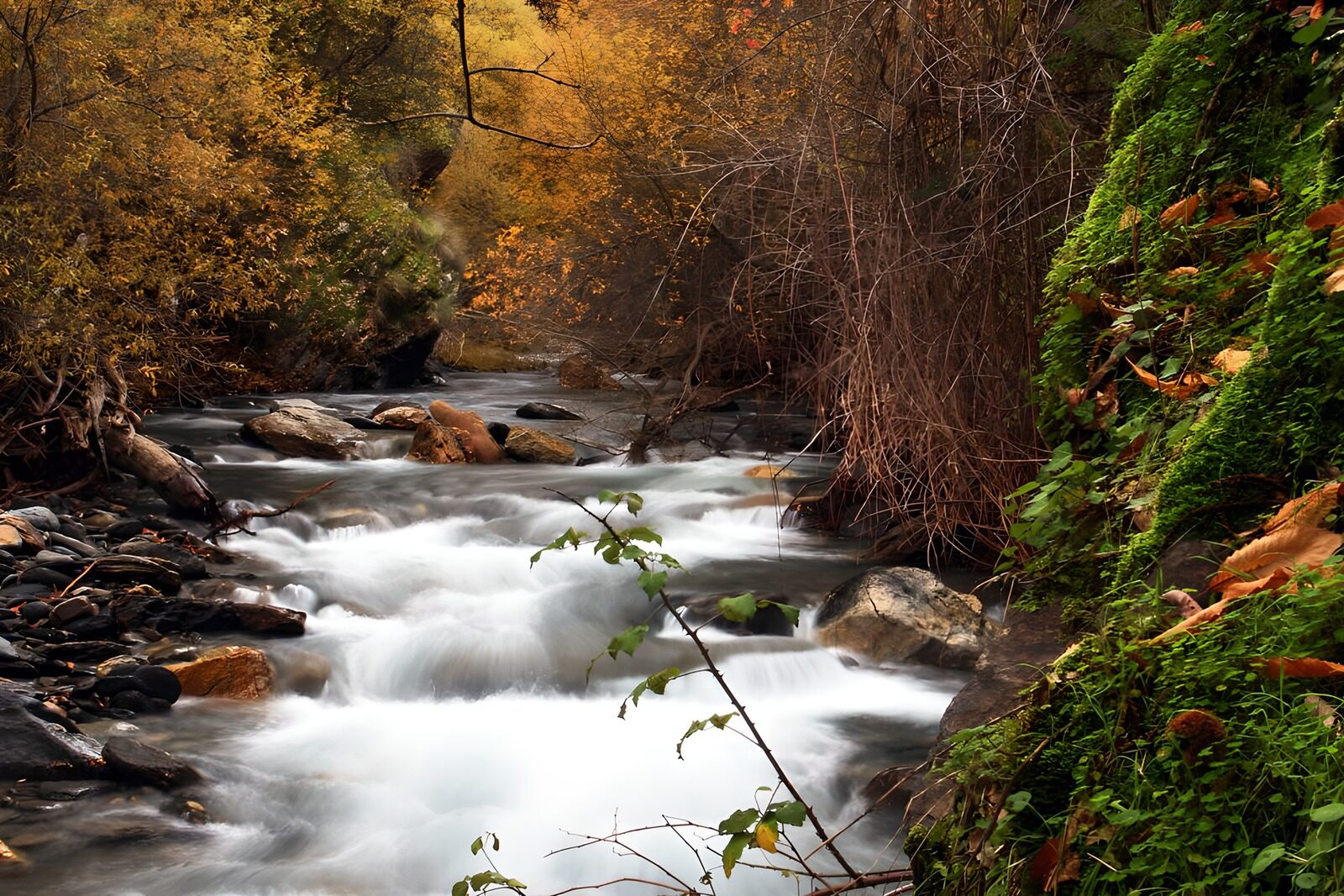 OCCOM7575936: Serene Stream in Autumn Colors