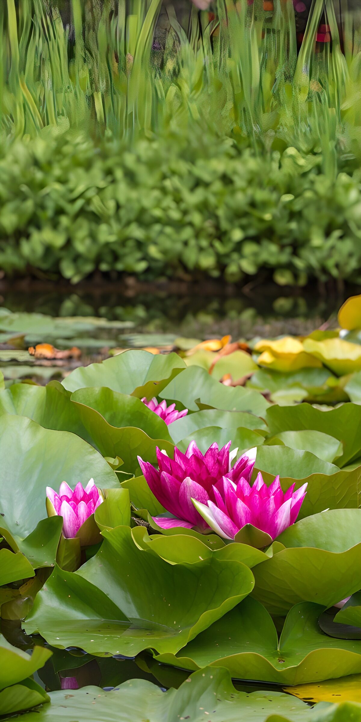 OCCOM7649606: Vibrant Water Lilies in Bloom