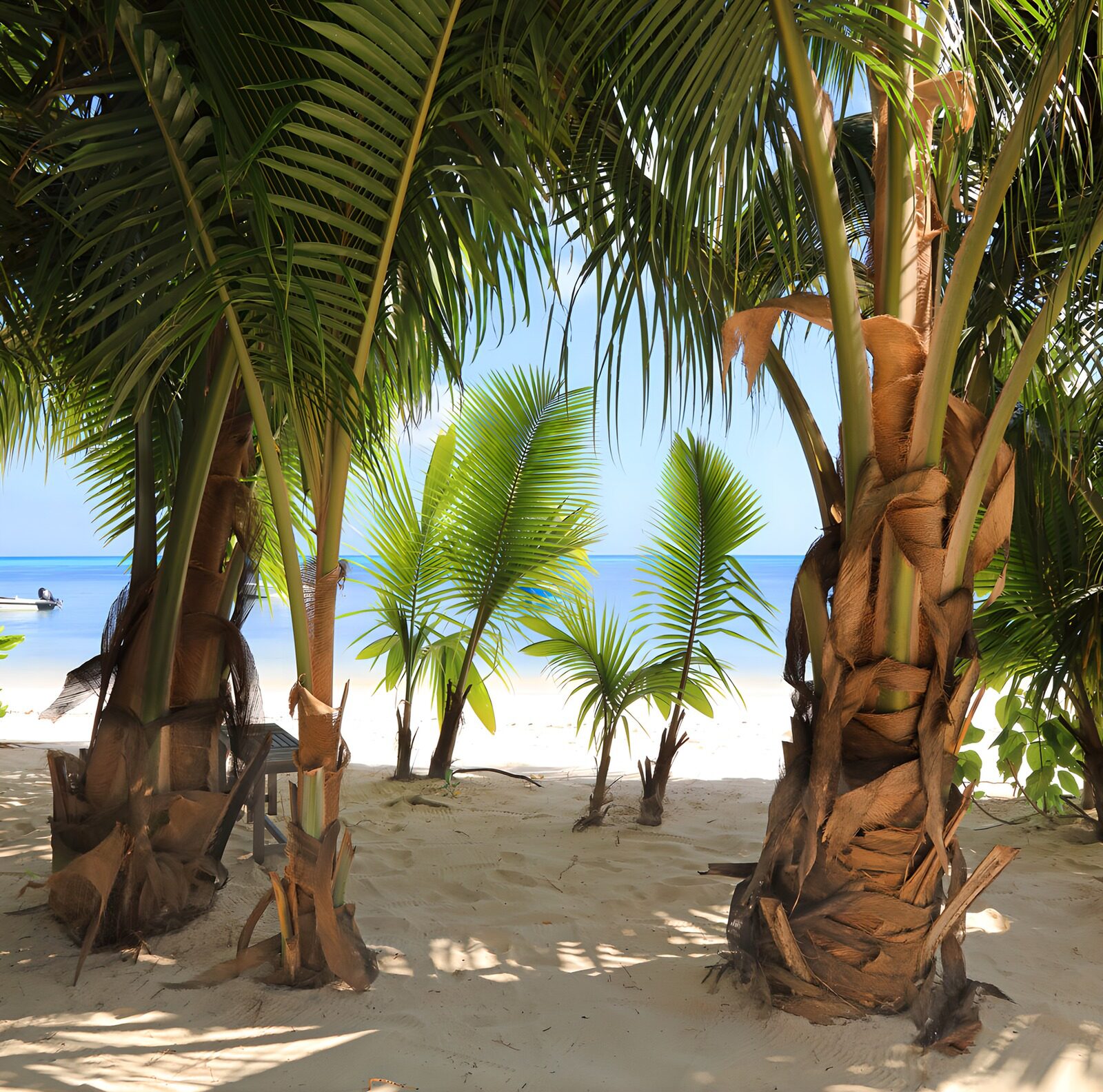 OCCOM4951588: Serene Tropical Beach Escape