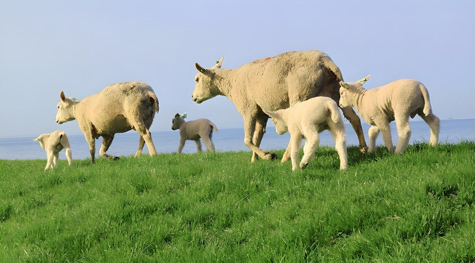 OCCOM5081284: Sheep Family by the Shore