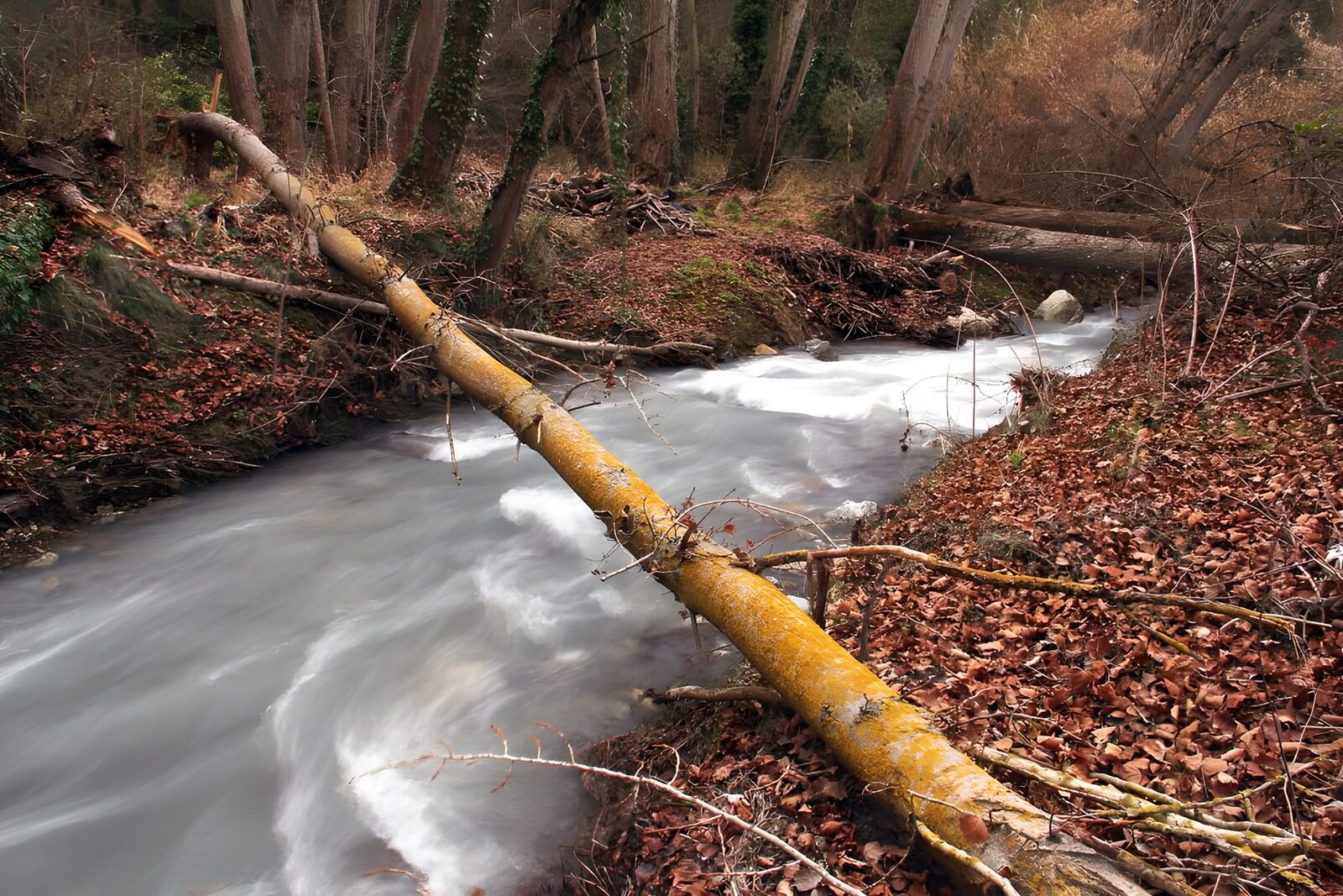 OCCOM1395199: Peaceful Stream in a Forest Clearing