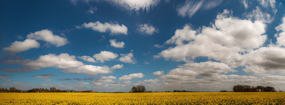 OCCOM8615074: Golden Fields Under Expansive Skies