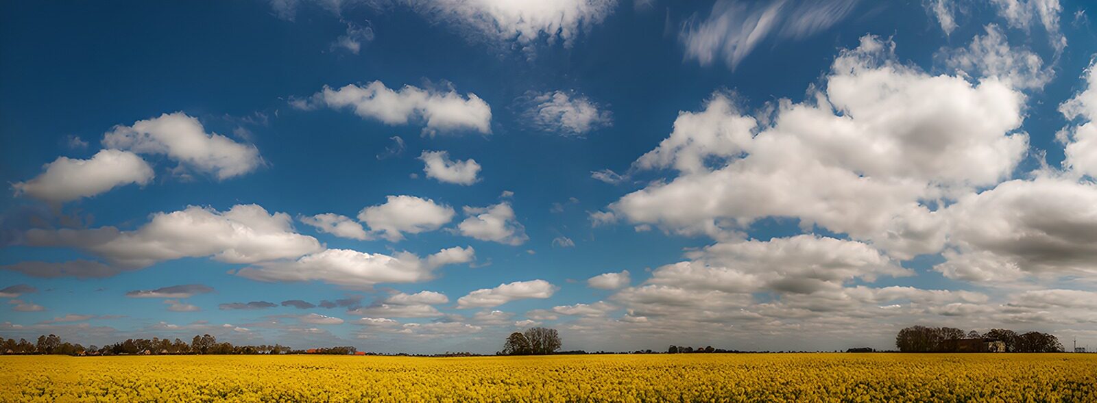 OCCOM8615074: Golden Fields Under Expansive Skies