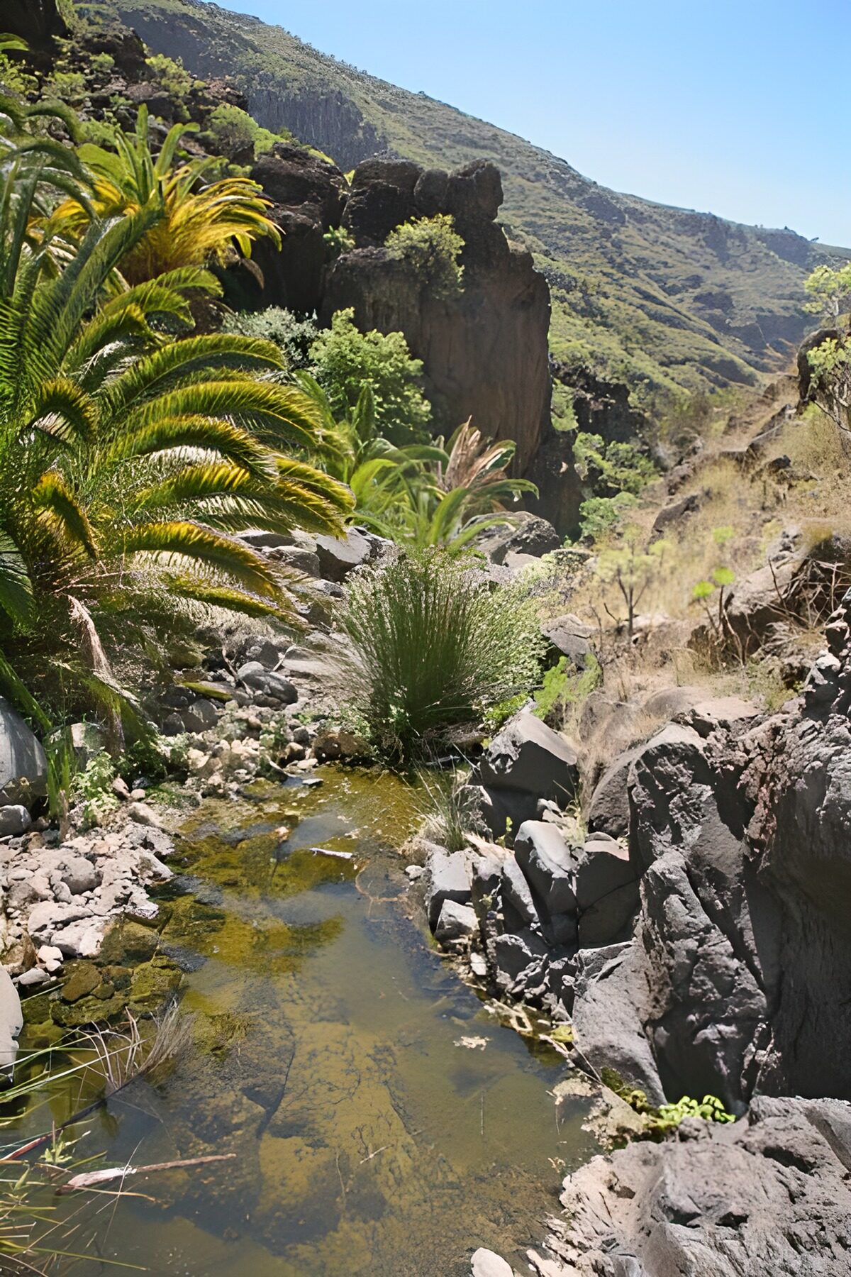 Tranquil Stream in a Mountainous Landscape