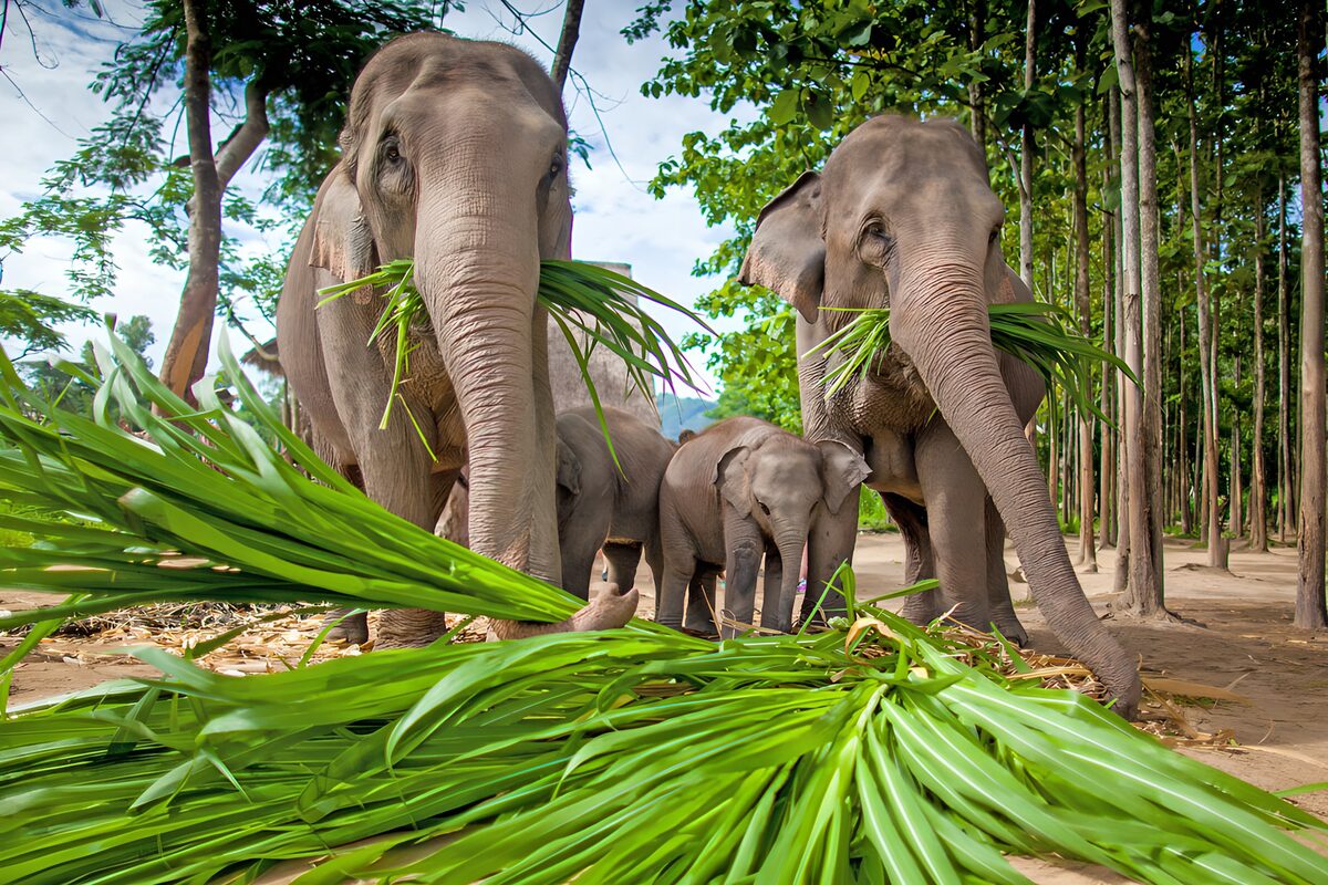 Elephant Family Feeding on Green Grass