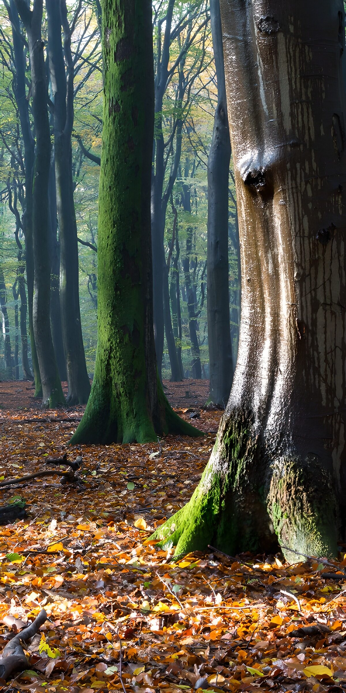 OCCOM3934016: Serene Forest in Autumn