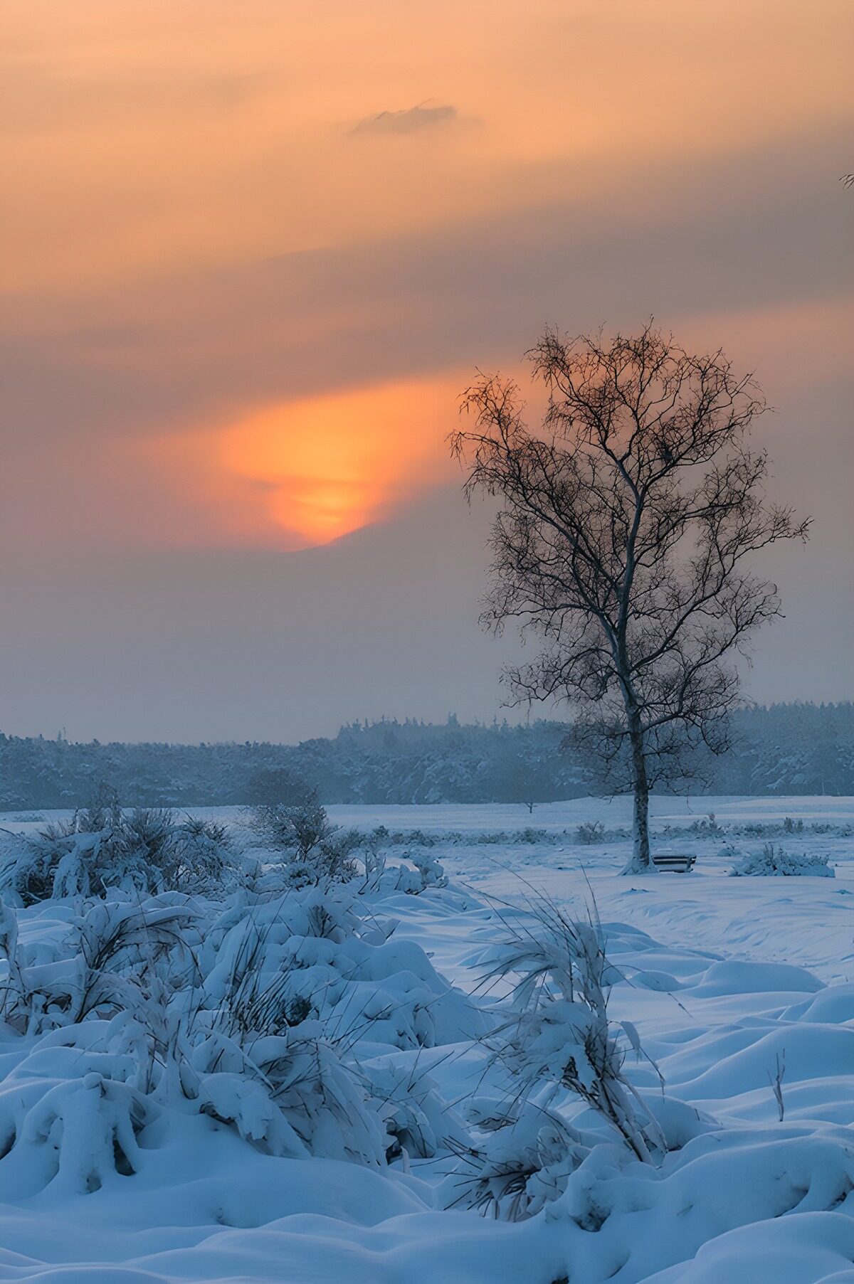 OCCOM7777385: Serene Winter Sunset