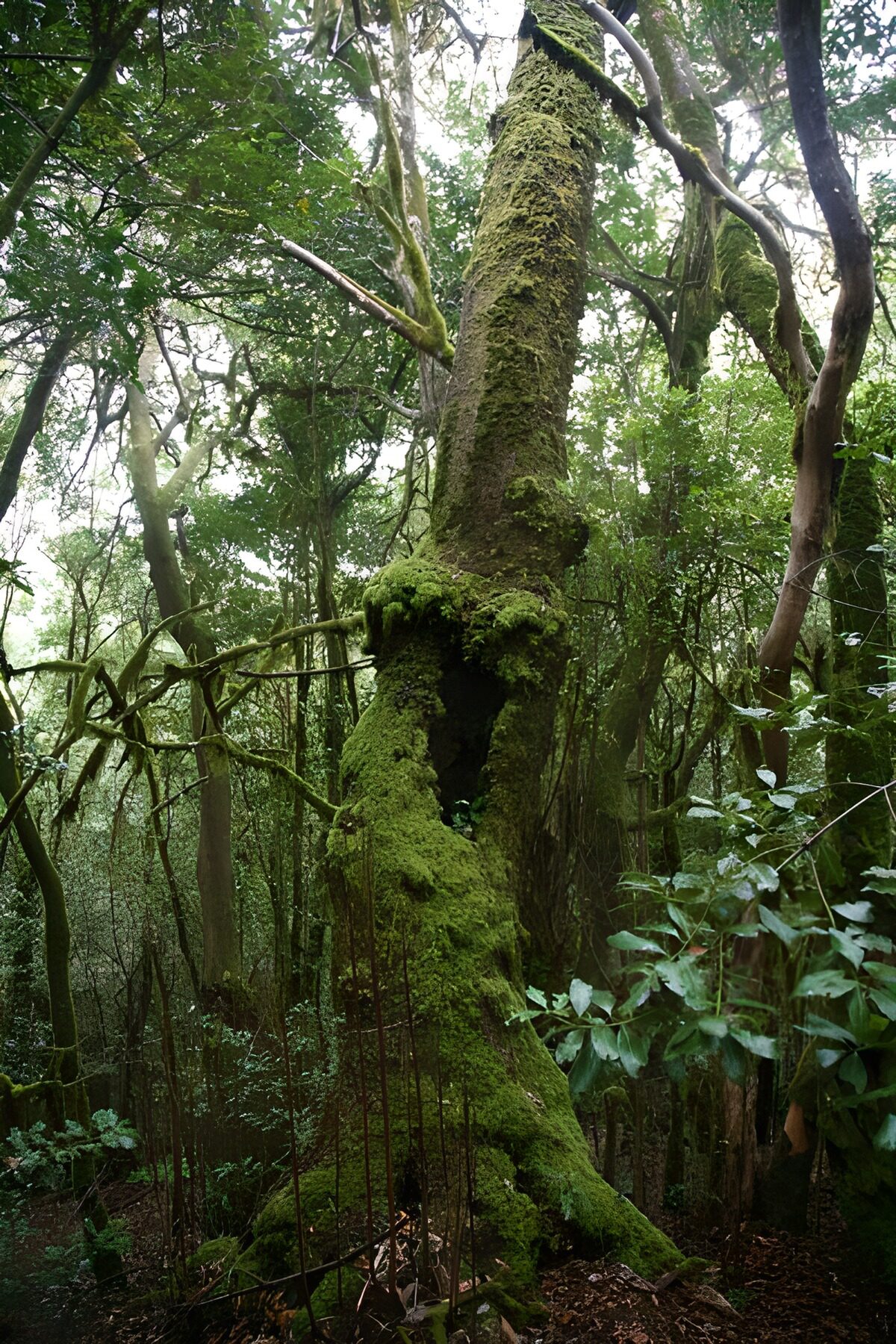 Majestic Moss-Covered Tree in Forest