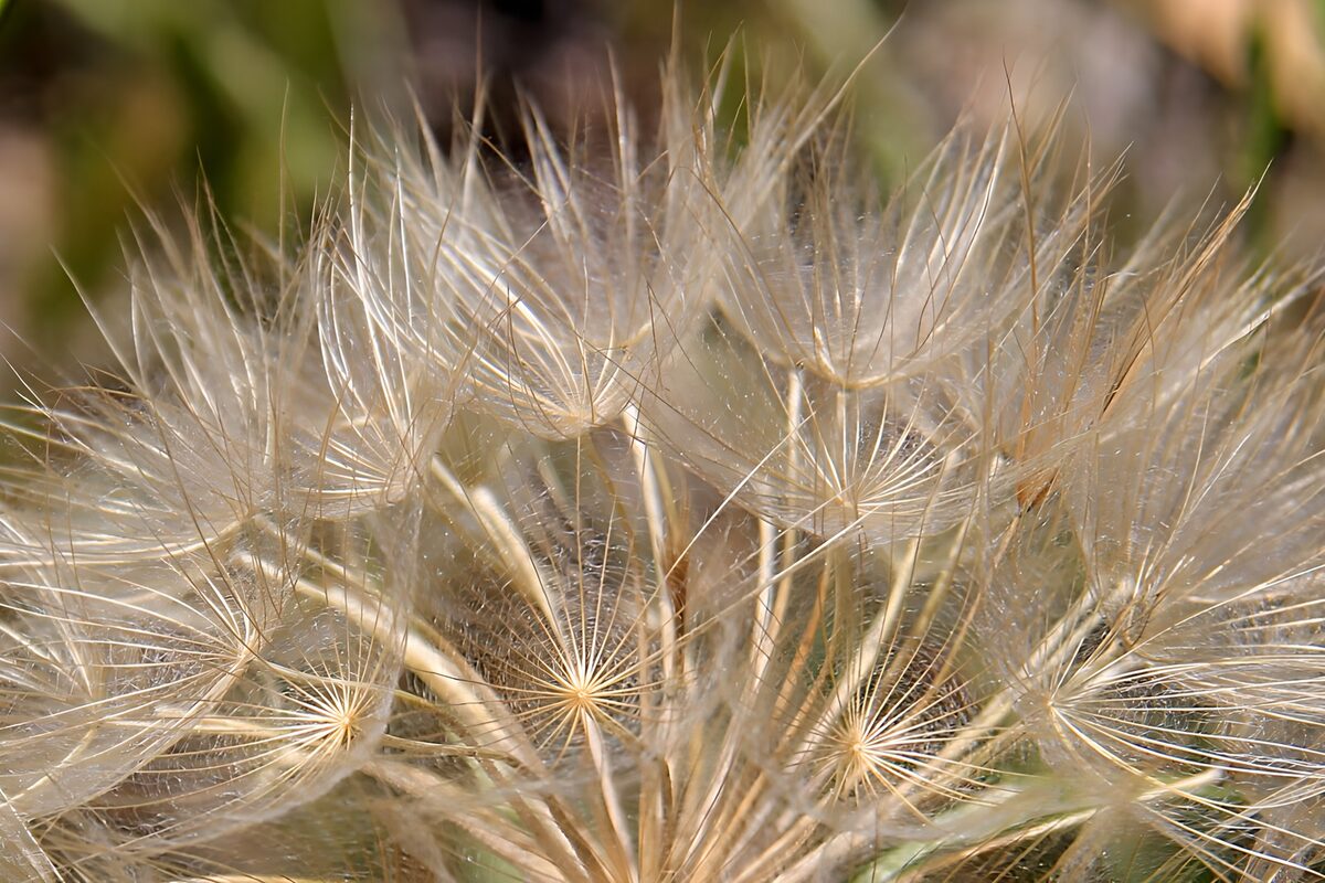 Delicate Seeds in the Breeze