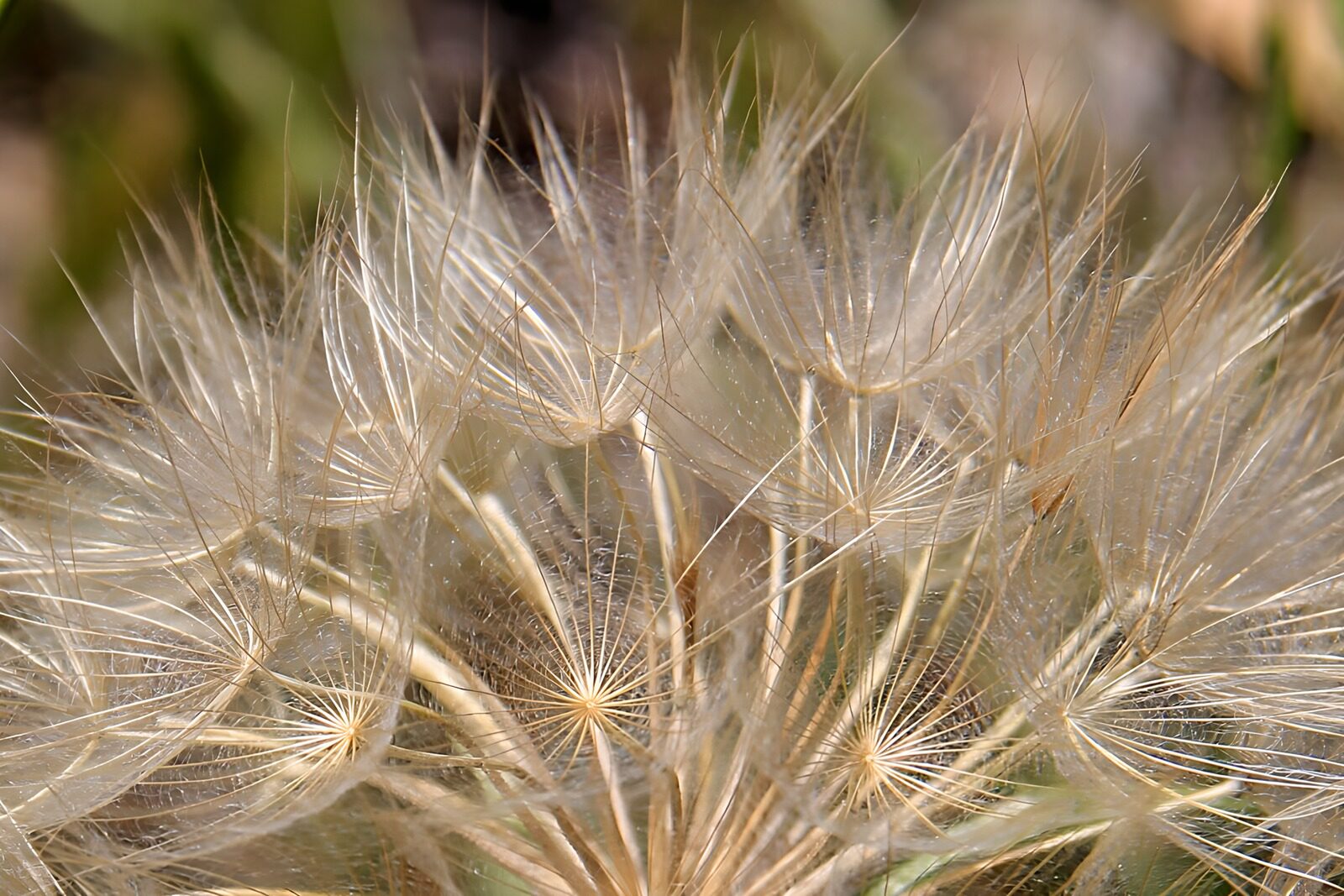OCCOM6666932: Delicate Seeds in the Breeze