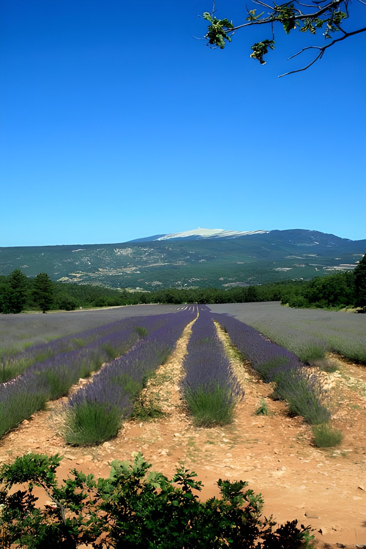 OCCOM7411688: Lavender Fields Under Clear Blue Sky