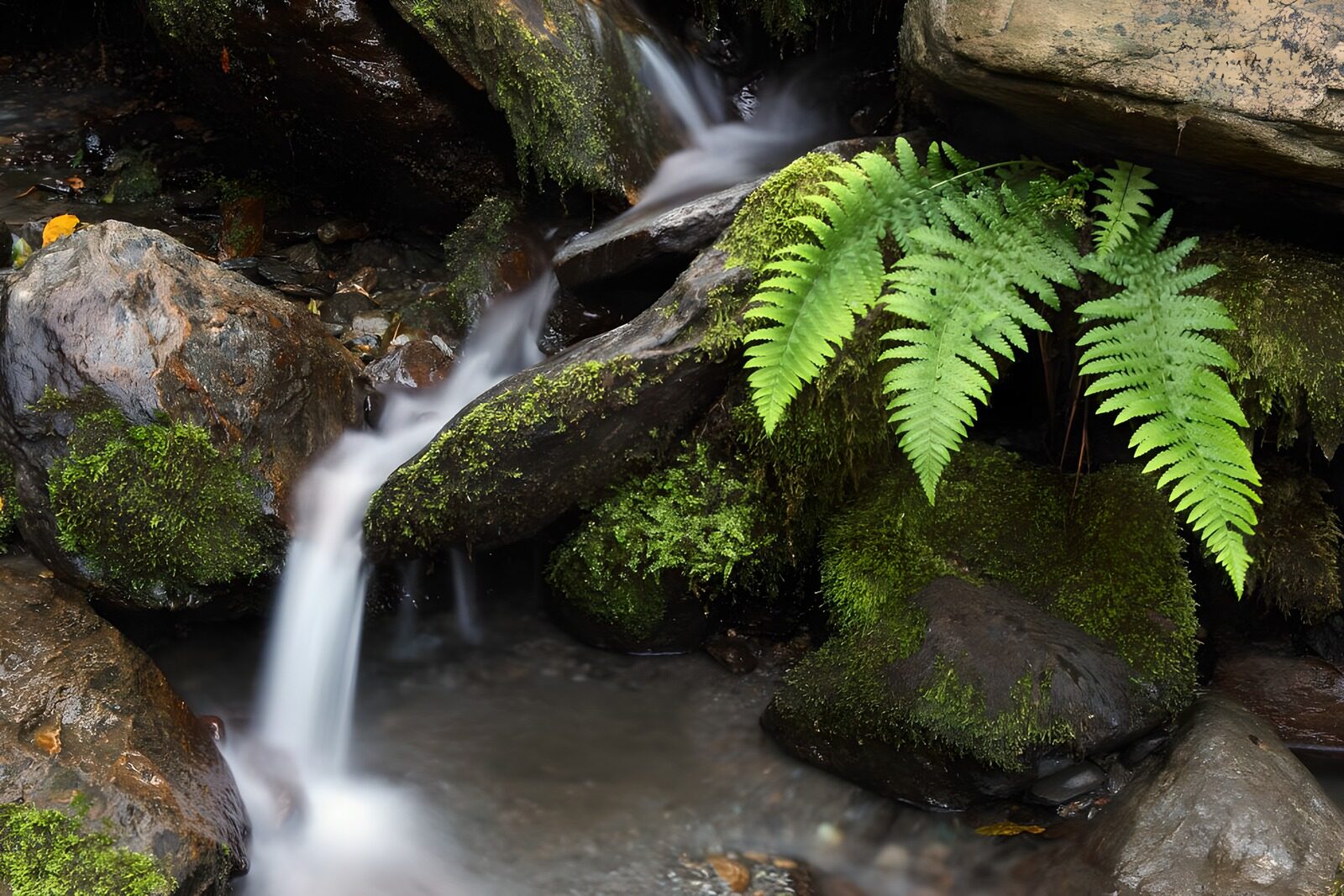 OCCOM5780944: Tranquil Stream and Lush Ferns